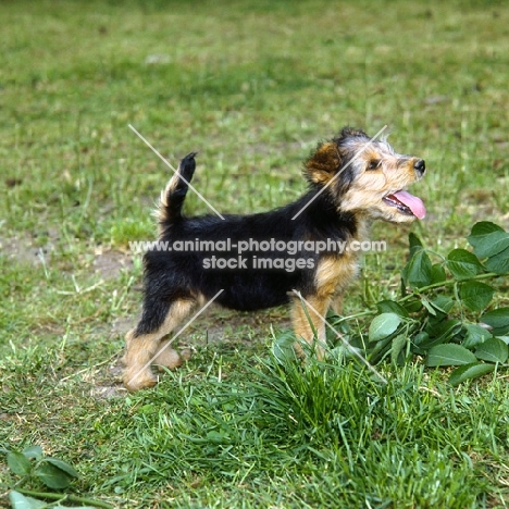 lakeland pup standing on grass