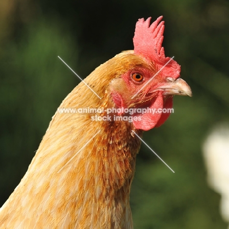 hen