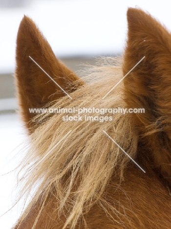 Suffolk Punch ears