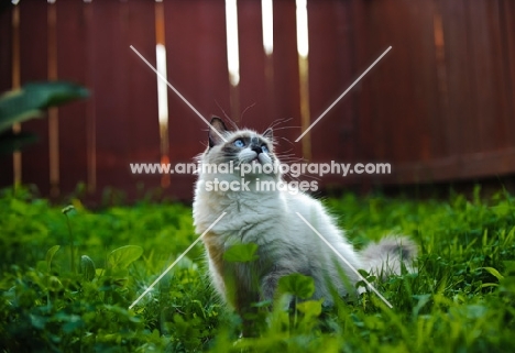 Ragdoll in garden