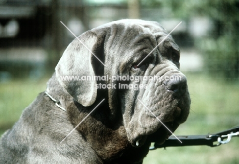 neapolitan mastiff in germany, portrait