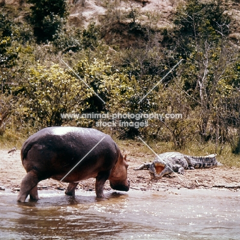 hippo walking towards a crocodile