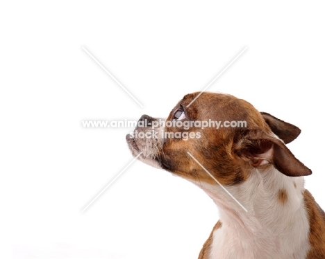 Boxer dog in profile in studio