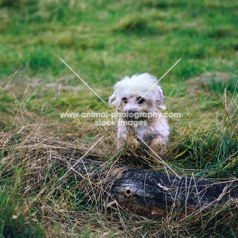 dandie dinmont puppy jumping over a branch