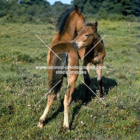 new forest foals mutual grooming in the new forest