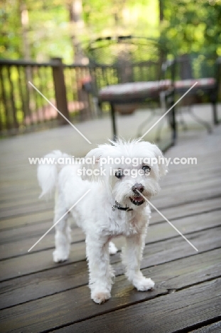 senior maltese smiling