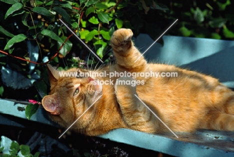 ginger cat lying on back and pawing
