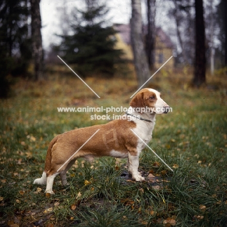 drever standing on grass in woods