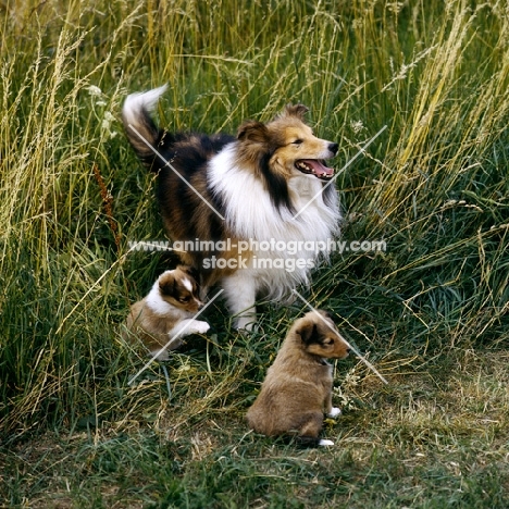 shetland sheepdog with his puppies