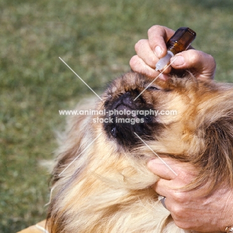 putting drops in the eye of a pekingese