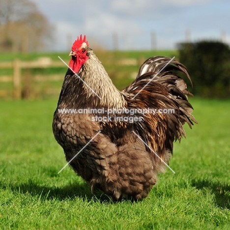 blue spangled orpington cockerel