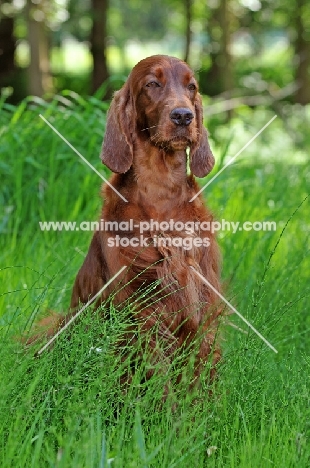 Irish Setter sitting in high grass