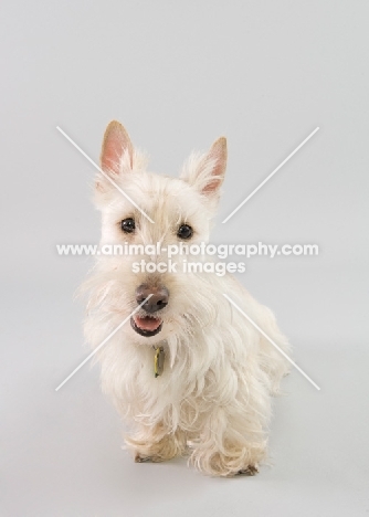 Happy wheaten Scottish Terrier in studio on grey background.