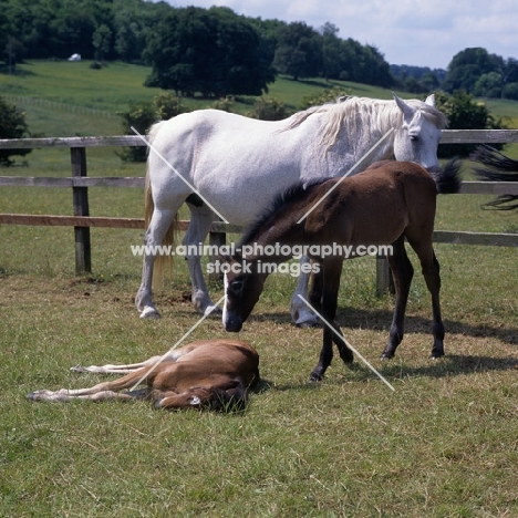 Connemara mare and two foals