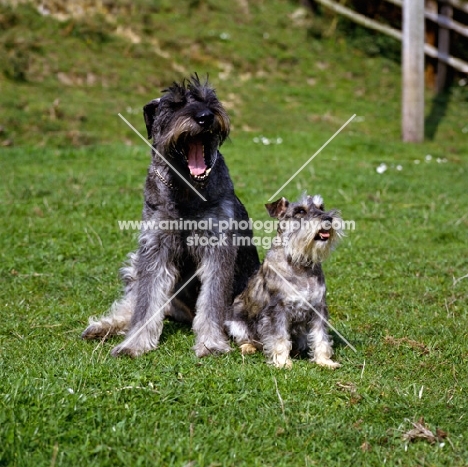 giant and miniature schnauzers sitting together, one yawning in boredom
