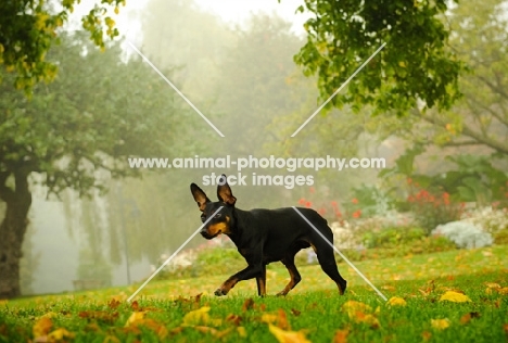 Miniature Pinscher on a morning walk