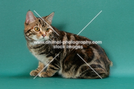 Brown Classic Torbie Manx cat