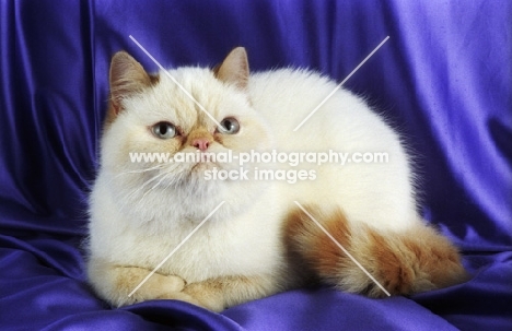 Colourpoint Red Tabby Exotic Shorthair, lying down