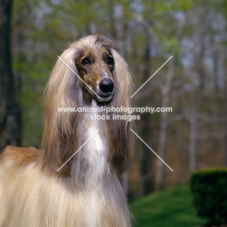 afghan hound from Grandeur Afghans USA, head and shoulders