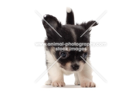 longhaired Chihuahua puppy, looking down