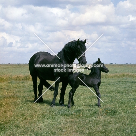 Friesian mare her with foal in Holland