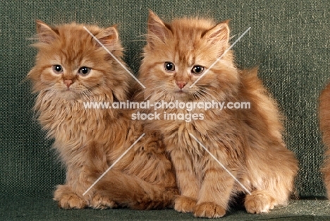 two red tabby long hair kittens