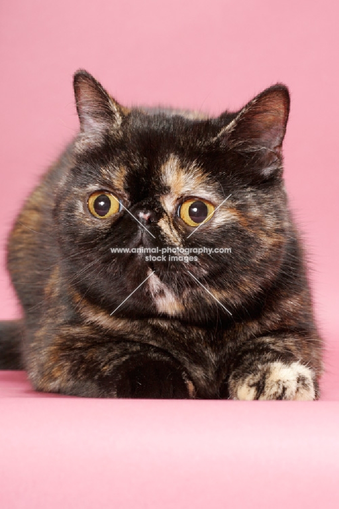 tortoiseshell Exotic Shorthair cat