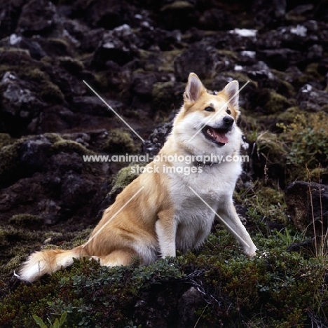 iceland dog sitting on lava among bilberry bushes at gardabaer, iceland