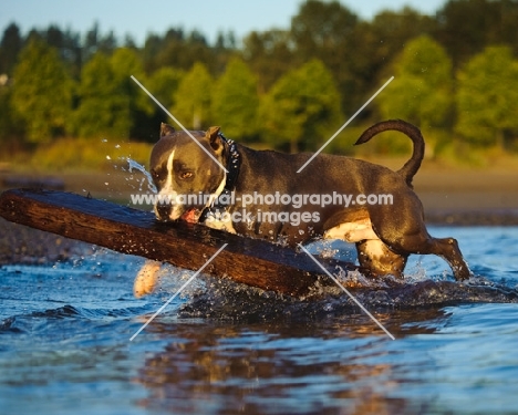 ambitious American Staffordshire Terrier