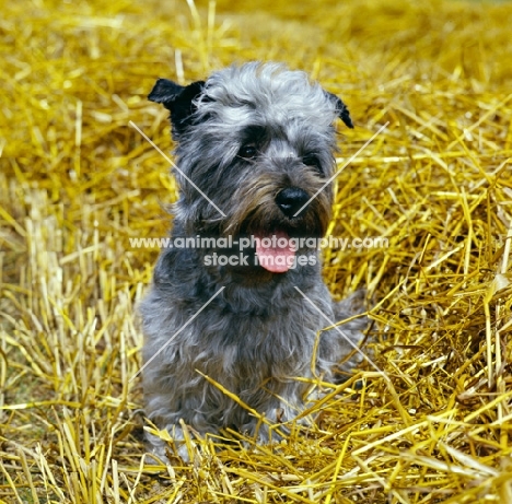   malsville moody blue of farni,  glen of imaal terrier sitting on straw