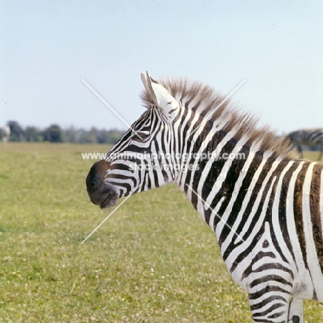 zebra side view