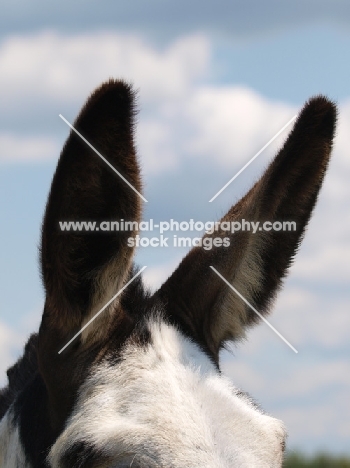 Donkey ears