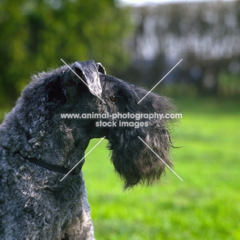 ch arkama made to measure, kerry blue terrier, portrait 