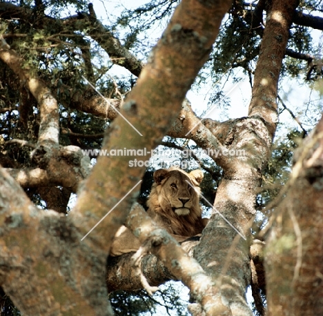 lion amongst branches in queen elizabeth national park 