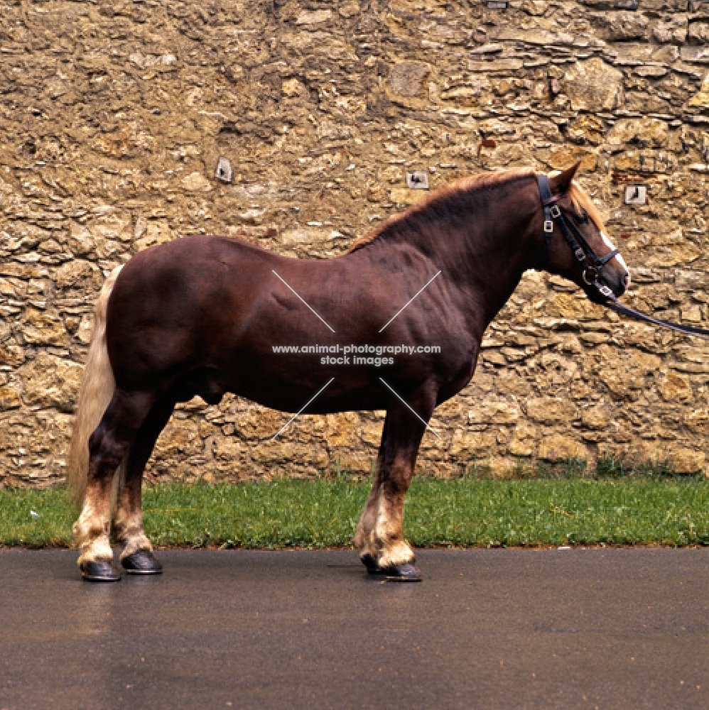 milliardar, schwarzwald stallion at marbach