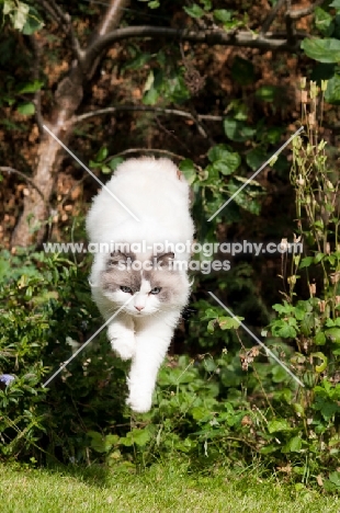 Ragdoll cross Persian jumping through greenery