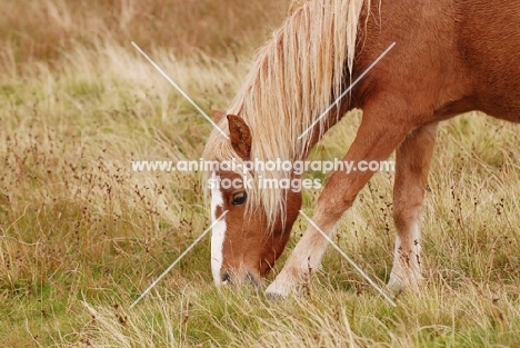 wild welsh mountain pony grazing in Llanllechid Mountains, Wales
