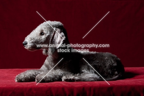 Bedlington Terrier in studio