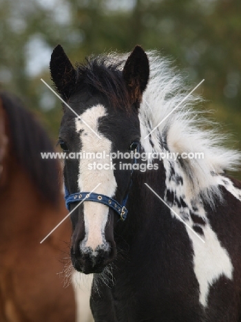 Piebald horse foal