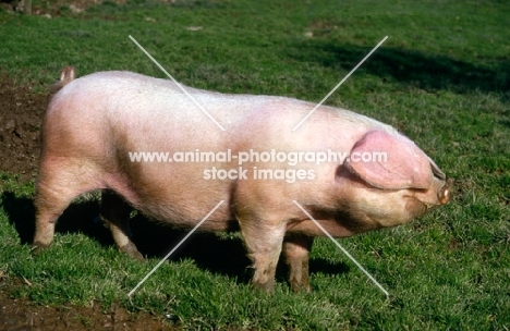 british lop pig side view