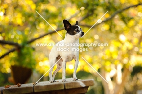 Chihuahua, looking proud