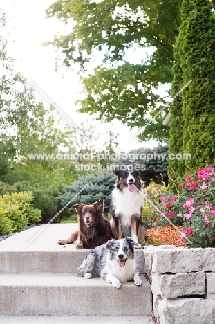 Three Australian Shepherds on front step.