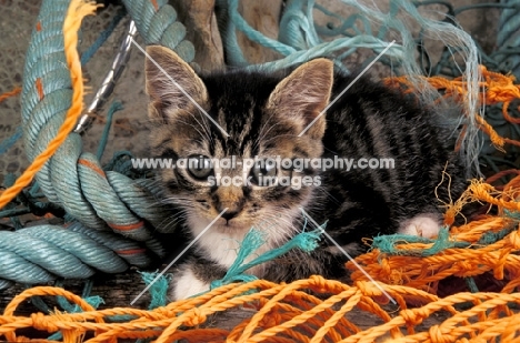 kitten amongst string