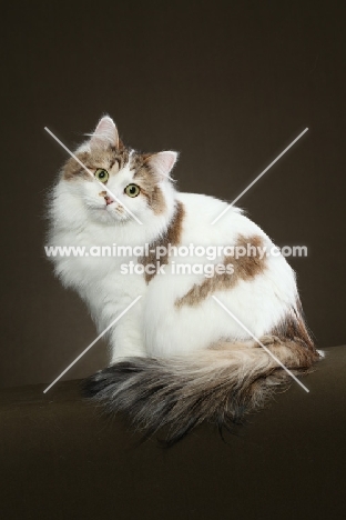 Siberian cat, sitting down
