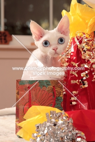 white Devon Rex near gifts