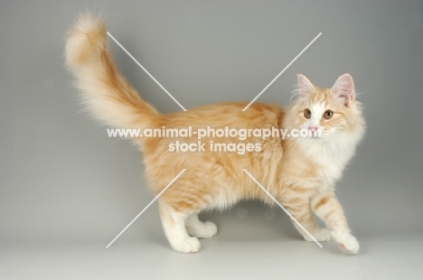 cream silver and white norwegian forest cat walking