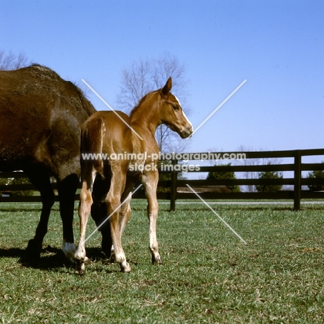 thoroughbred foal at spendthrift farm, kentucky