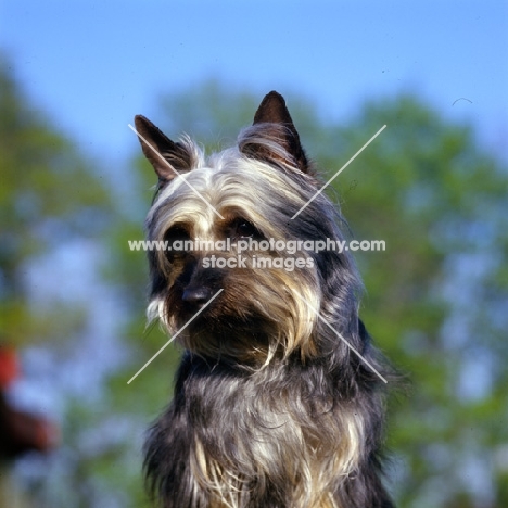 p-nuts in the chips, silky terrier looking down