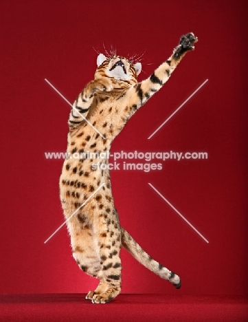spotted Bengal jumping up