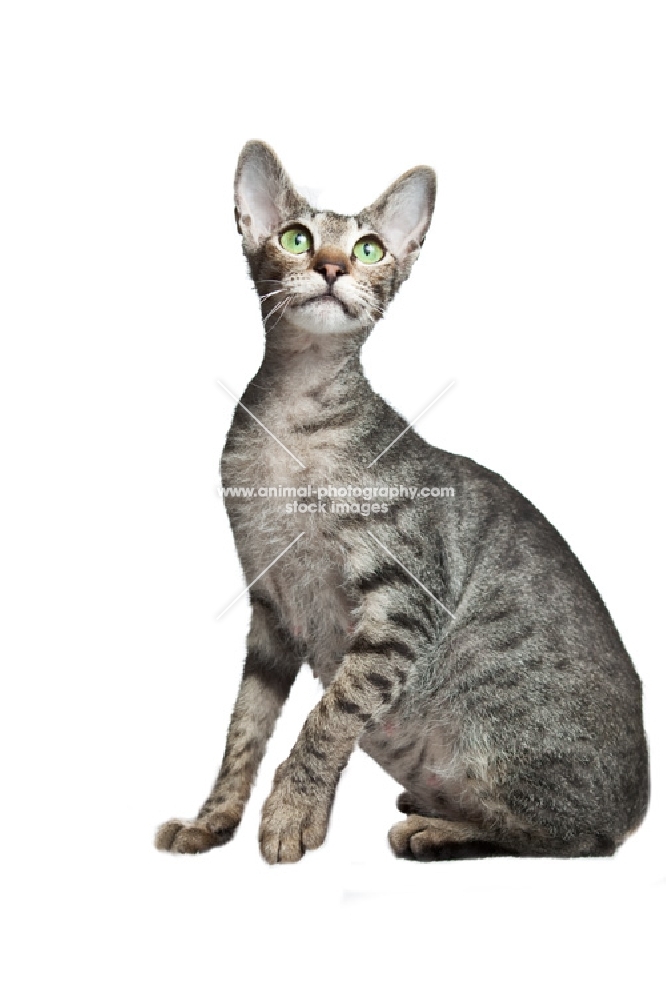 Pregnant peterbald cat